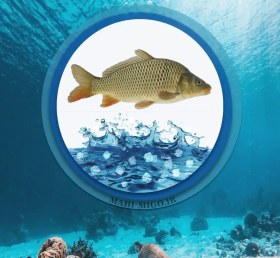 تصویر ماهی کپور 