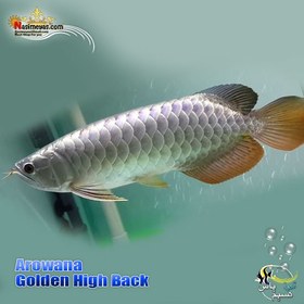 تصویر ماهی آروانا گلدن های بک شناسنامه دار golden high back 
