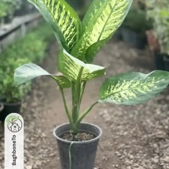 تصویر گل دیفن باخیا 