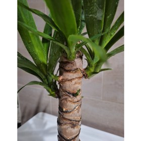 تصویر یوکا چند سر و بنسایی 