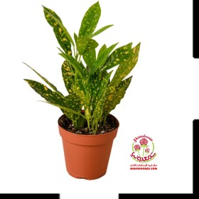 تصویر گیاه آکوبا 