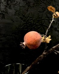 تصویر شاخه انار 