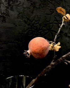 تصویر شاخه انار 