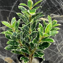 تصویر درختچه مصنوعی فیکوس ابلق 