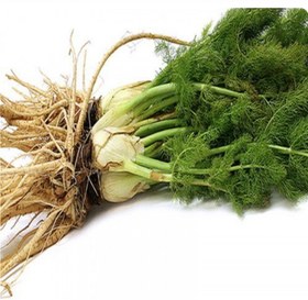 تصویر ریشه رازیانه مسهل