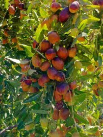 تصویر عناب تازه 