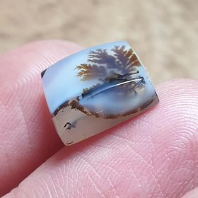 تصویر شجر قائن 