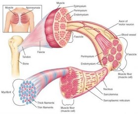 تصویر پاورپوینت کامل و جامع با عنوان ساختار و عملکرد ماهیچه اسکلتی در 40 اسلاید 