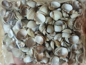 تصویر صدف کفه ای ریز ۲۰۰ گرمی 