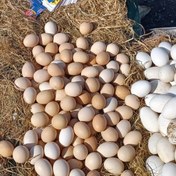 تصویر تخم مرغ محلی شمال بسته بندی های 30 عددی 