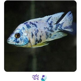 تصویر ماهی سیچلاید آلوانکارا سایز ۸ تا ۱۰ سانتی متر 