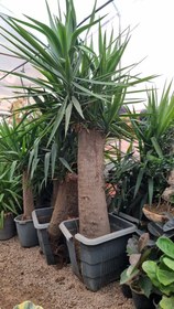 تصویر یوکا تنه دار 