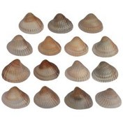 تصویر مجموعه 15 عددی صدف زیبای ساحل (گوش ماهی) 