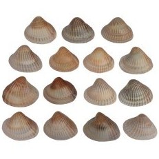 تصویر مجموعه 15 عددی صدف زیبای ساحل (گوش ماهی) 