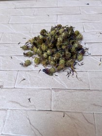 تصویر گل گندم 