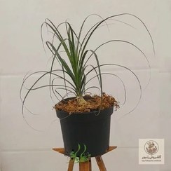 تصویر گیاه لیندا طبیعی | کد: ZNB-G91 