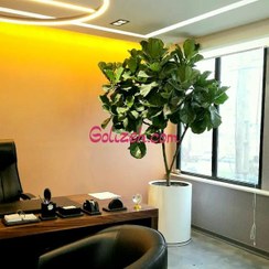 تصویر فیکوس لیراتا بزرگ 