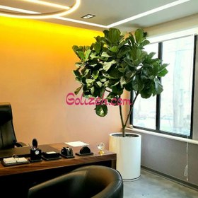 تصویر فیکوس لیراتا بزرگ 