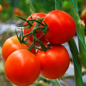 تصویر گوجه فرنگی ارگانیک 