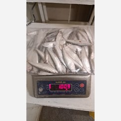 تصویر ماهی کیلکا تازه ۳ کیلوگرم با سر و شکم کامل 