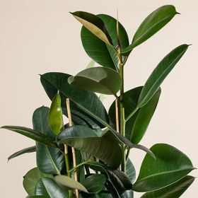 تصویر فیکوس روبوستا 