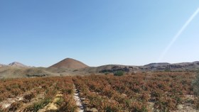 تصویر نهال زرشک قائنات ریشه لخت 10 عددی 