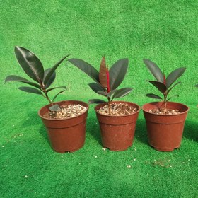 تصویر فیکوس سوپربلک 