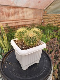 تصویر اچینو تیغ زرد ۳ کله گلدان ۳۰×۳۰ 