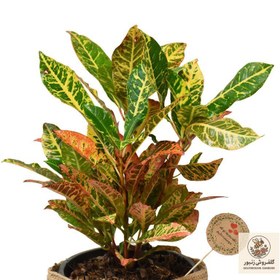 تصویر گیاه طبیعی کروتون کد P.A.016 | کد: ZNB-AO8 