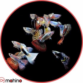 تصویر پک ماهی گوپی میکس 100 عددی - 2 تا 3 سانتی متر 