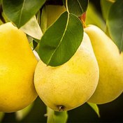 تصویر نهال گلابی درگزی Beirut pear