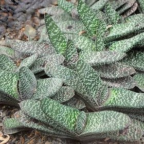 تصویر بذر ساکولنت گاستریا مخلوط 