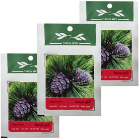تصویر بذر بنسای کاج سیمبرا وانیا سید مدل T15 مجموعه 3 عددی 
