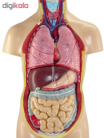 تصویر مولاژ آناتومی بدن انسان مدل 4040 