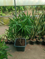 تصویر پله موآ(بامبو خاکی)سایز گلدان جعبه ۳۰ Pele moua