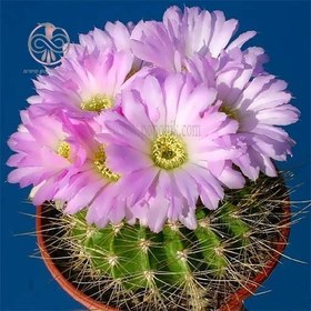 تصویر بذر کاکتوس آکانتو کالیسیوم 