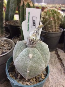 تصویر بذر کاکتوس آستروفیتوم 3 پر میروستیگما ژاپن ELG.9097 - بسته 10 عددی Astrophytum myrio tricostatum F1 – Japan Sankaku ELG.9097