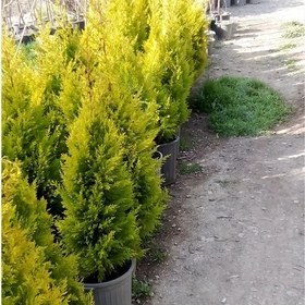 تصویر کاج لاوسون ۱.۷ متر 