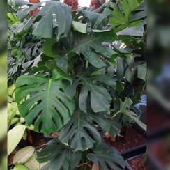 تصویر برگ انجیری غول پیکر مونسترا سایز بزرگ 