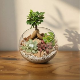 تصویر تراریوم بونسای 