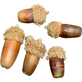 تصویر بلوط خشک 5 عددی 