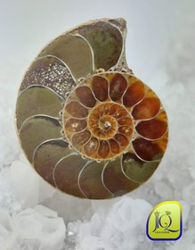 تصویر فسیل آمونیت 