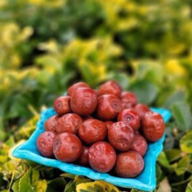 تصویر عناب تازه 