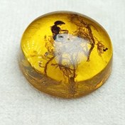 تصویر کهربا پودری سنتاتیک گرد و حشره دار شفاف و براق طلایی رنگ 