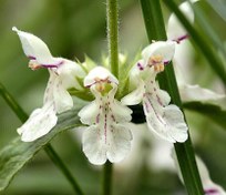 تصویر بذر سنبله ای یکساله Stachys annua 
