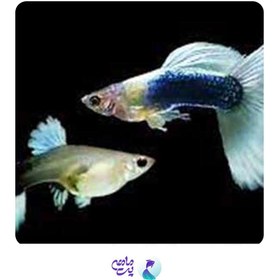 تصویر گوپی وایت توکسیدو (جفت) 