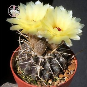 تصویر بذر نوتو تیغ استخوانی 