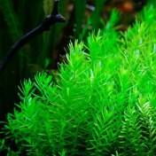 تصویر گیاه آبزی آکواریوم پلنت روتالا سبز Rotala Rotundifolia Green (پک 5 شاخه) 