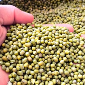 تصویر ماش درشت پزا 