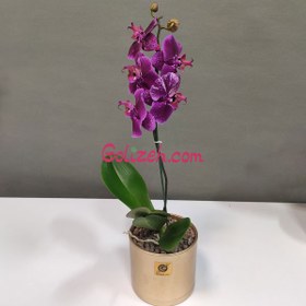 تصویر گل ارکیده بنفش 